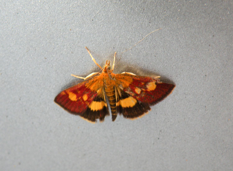 Pyrausta falcatalis?